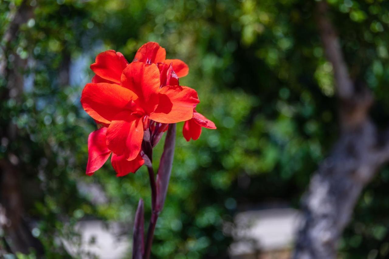 Flor Da Laranja, * Albufeira