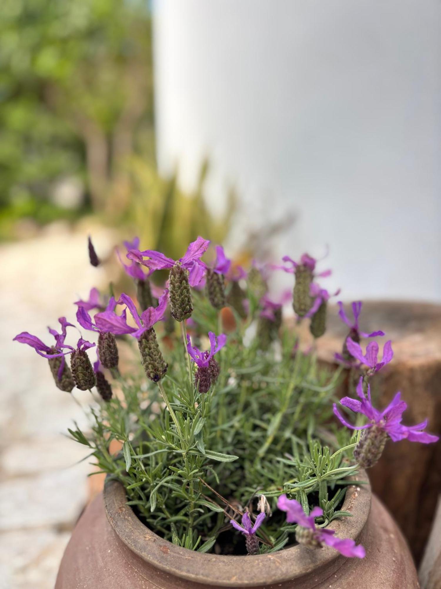 Namibe Na Quinta Da Balaia * Albufeira