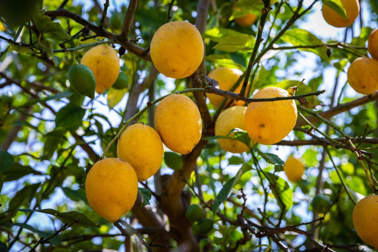 Flor Da Laranja, Apartamento