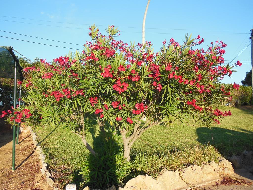Campo de férias Jardins Da Balaia Albufeira