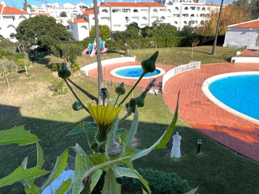Painel De Albufeira