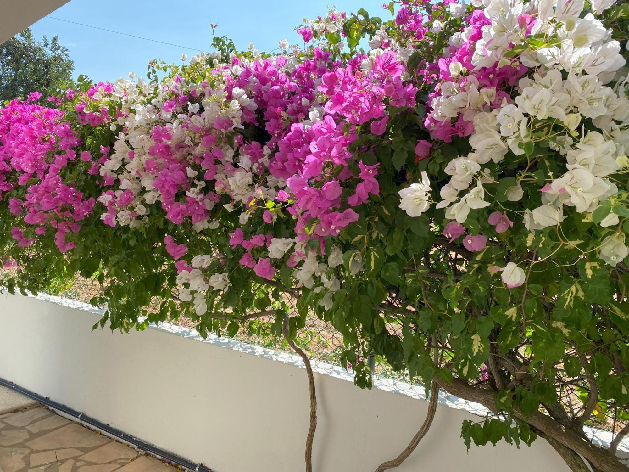 Lorida - Piscine Privee Albufeira