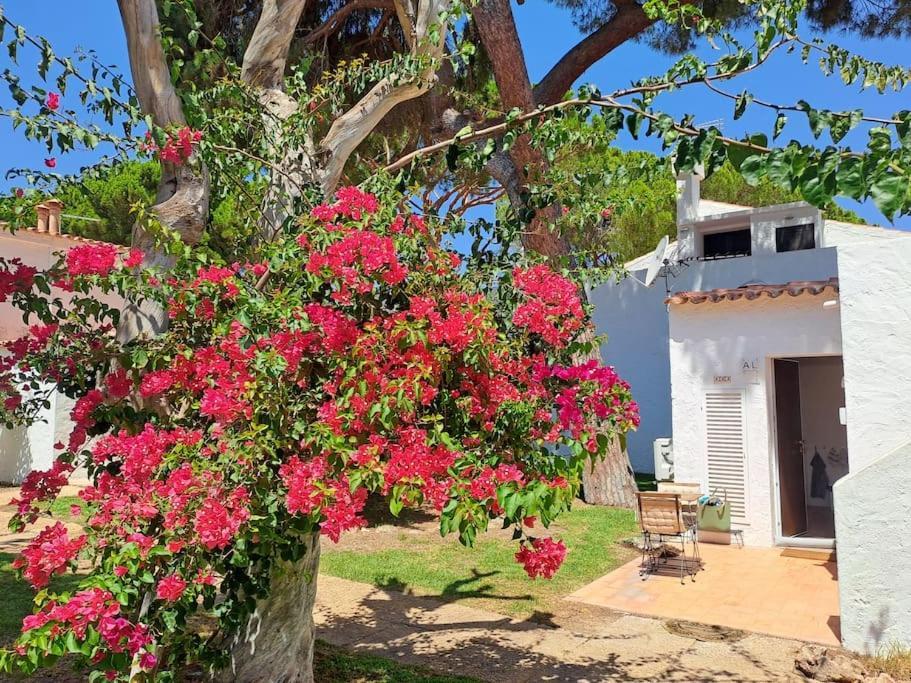 Da Falesia, O Estudio Da Aldeia Acoteias Apartment