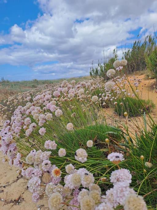 Da Falesia, O Estudio Da Aldeia Acoteias * Albufeira