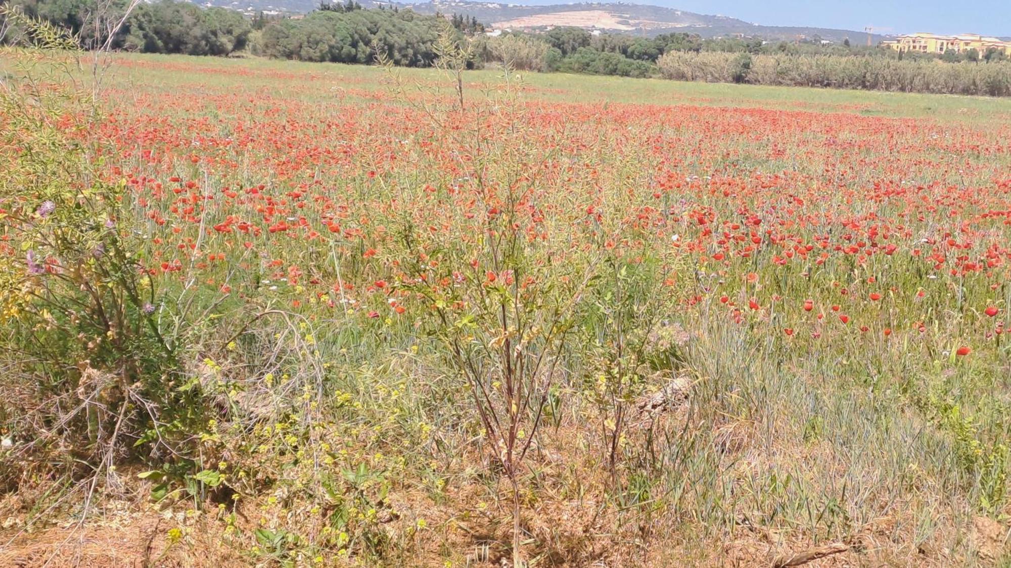 Da Falesia, O Estudio Da Aldeia Acoteias