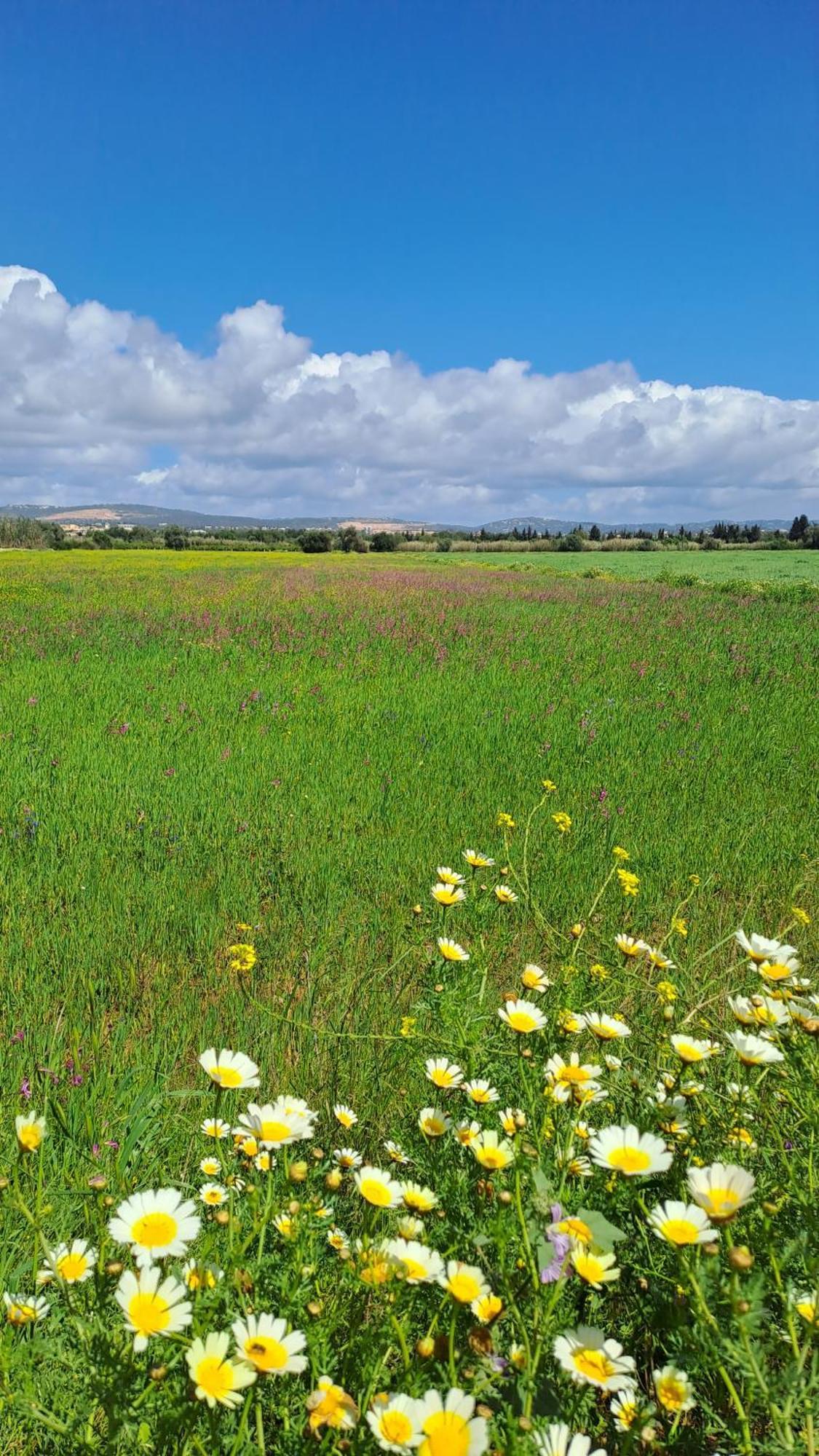 Da Falesia, O Estudio Da Aldeia Acoteias
