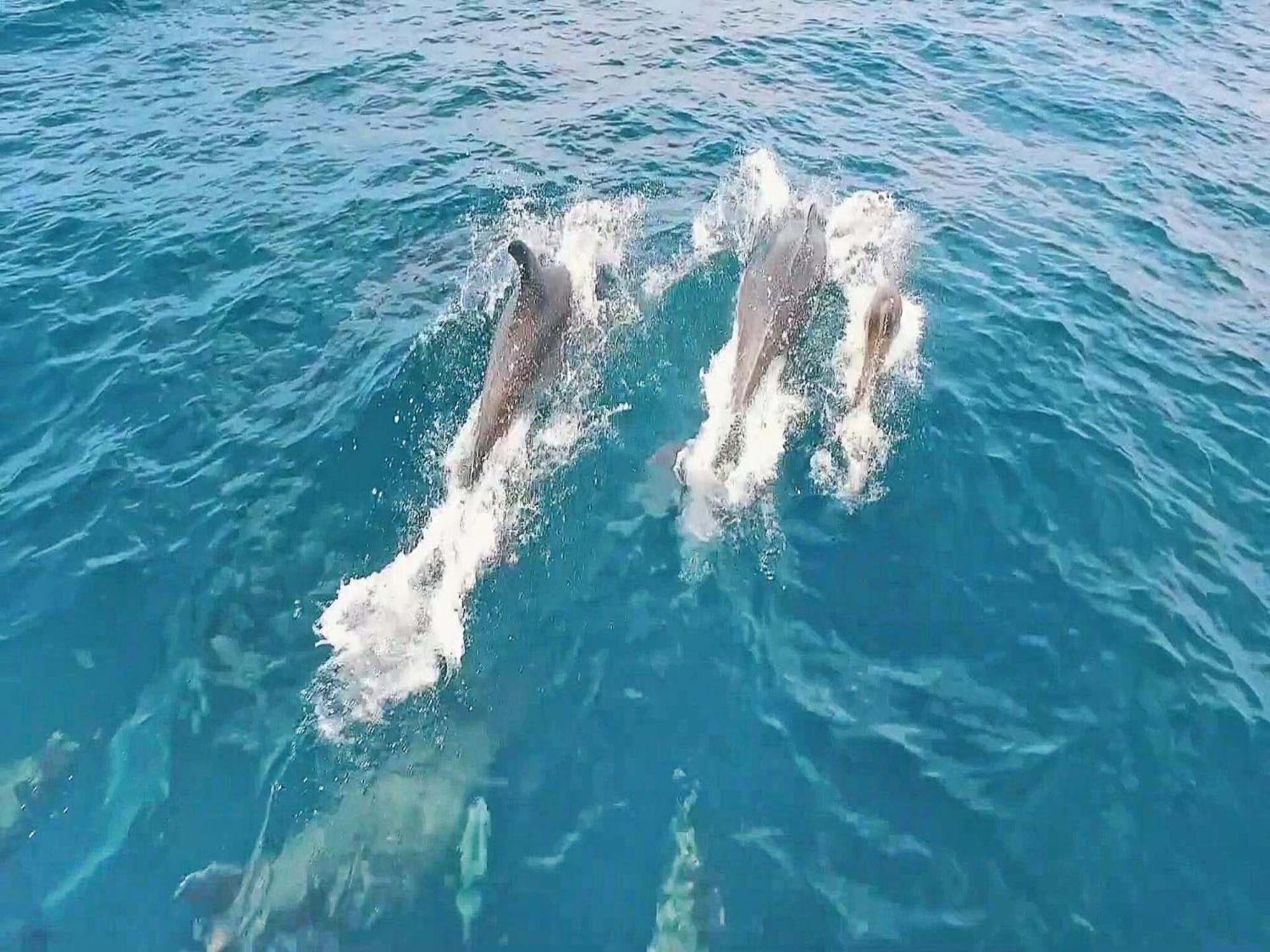 Amazing With Pool *