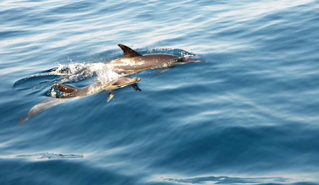 Borda D'agua Albufeira