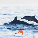 #099 T1 Calicos By Home Holidays