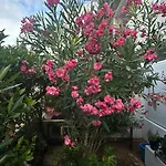 Amaral\'S Guesthouse - Albufeira