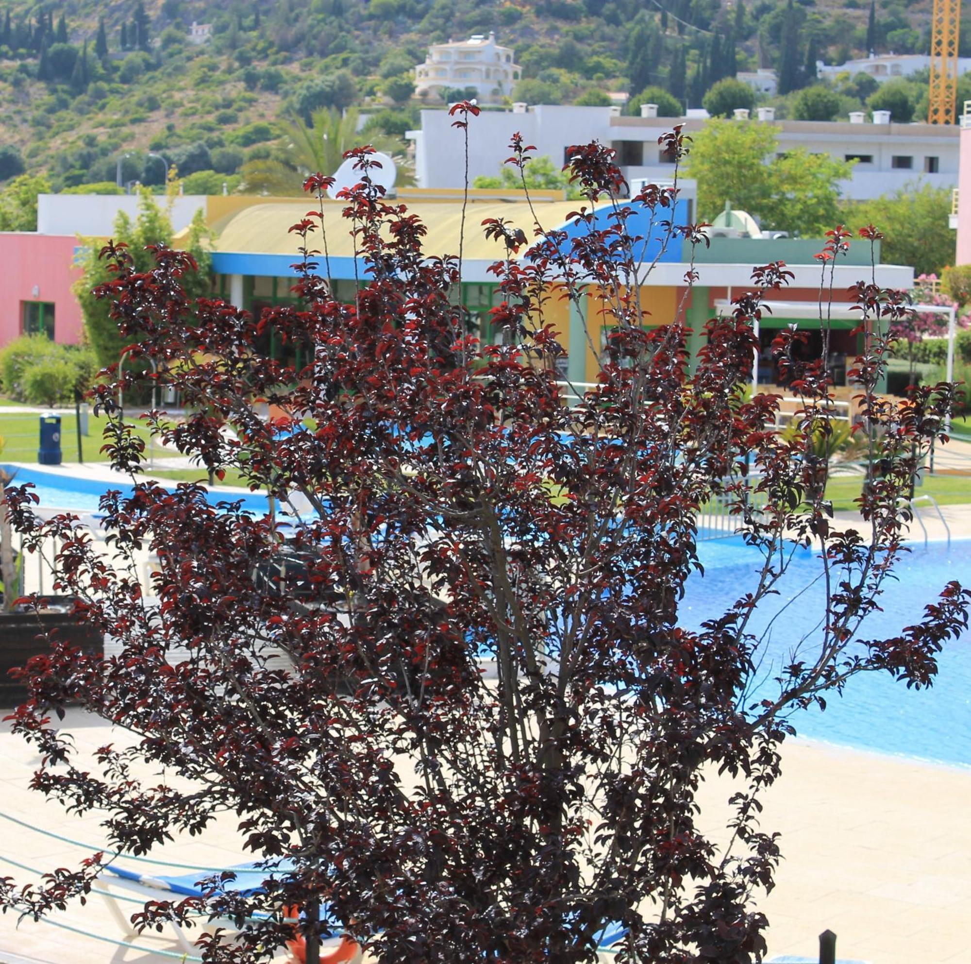 Apartment Da Orada, T1-e117,marina Albufeira