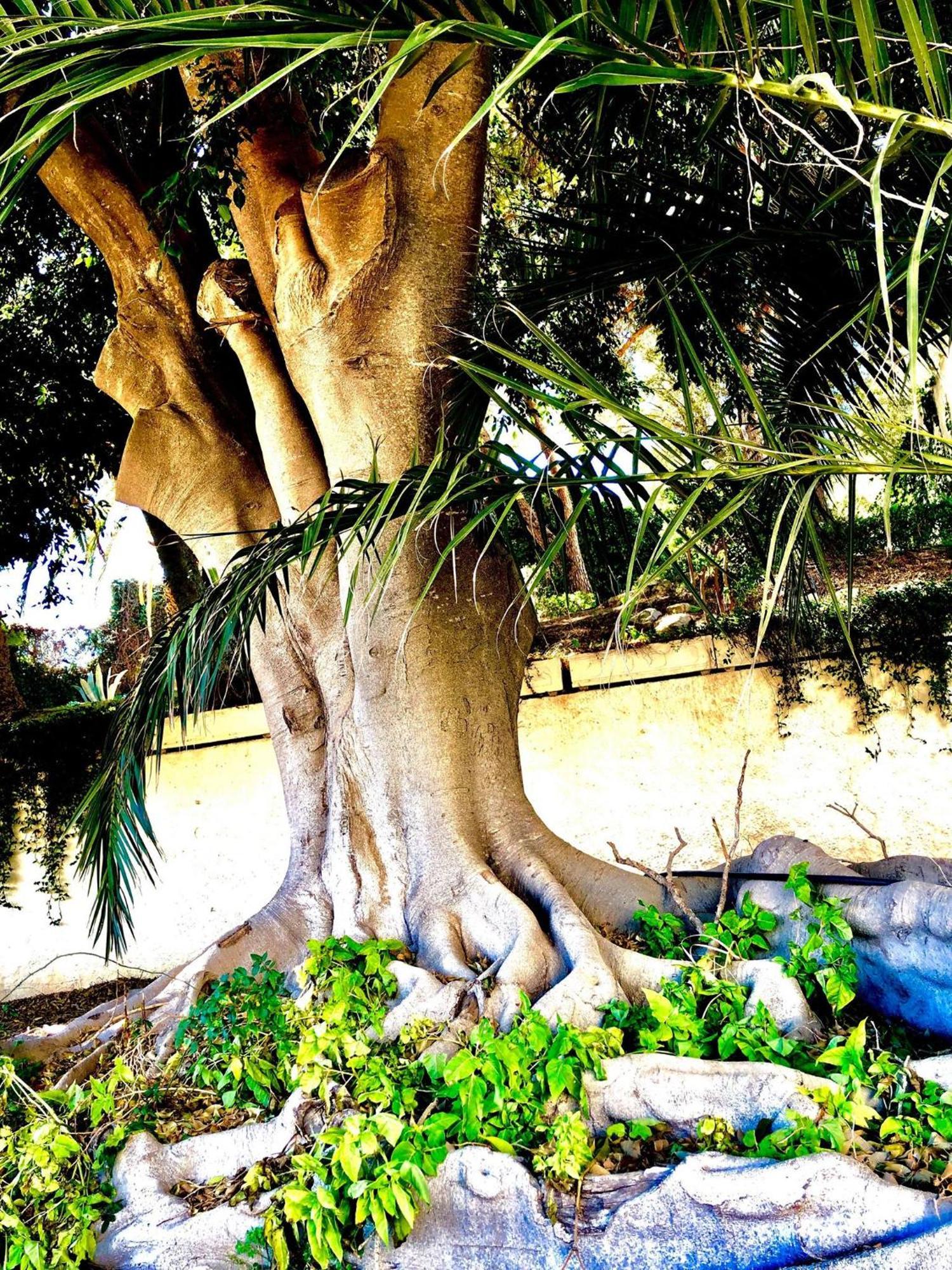 Jardim - Turisticos Albufeira