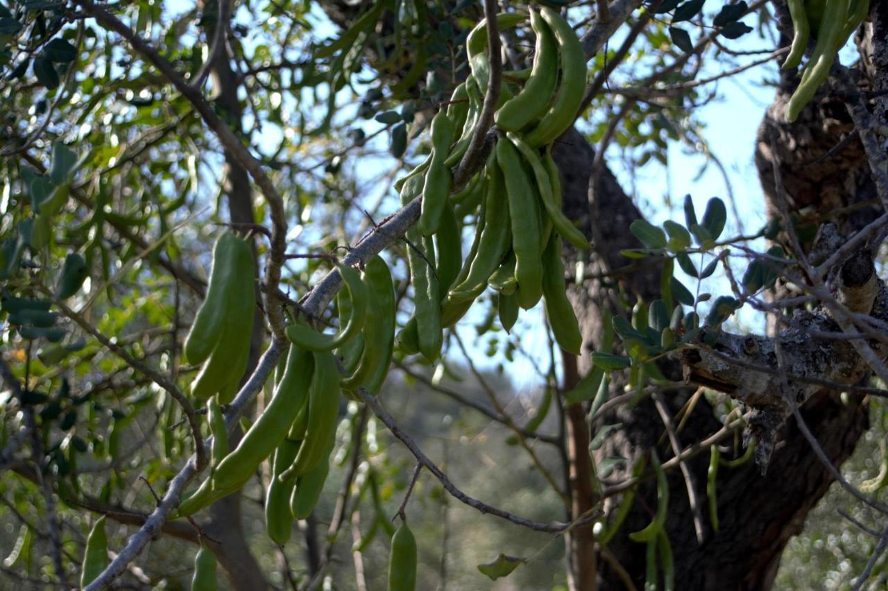 Quinta Do Cerro Sao Vicente *