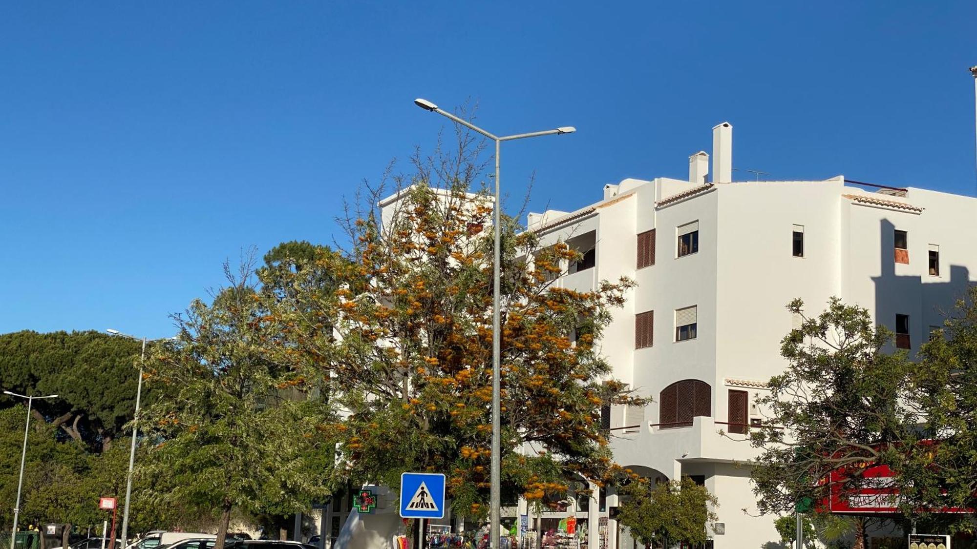 Green Paradise T2 With Pool Rooftop Apartment Albufeira